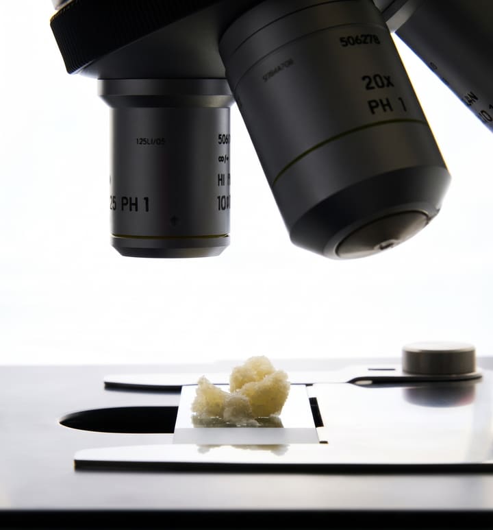 Microscopio de laboratorio iluminado sobre una muestra botánica.